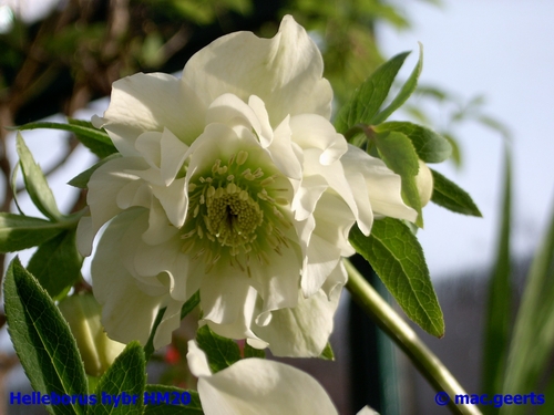 helleborus hybr